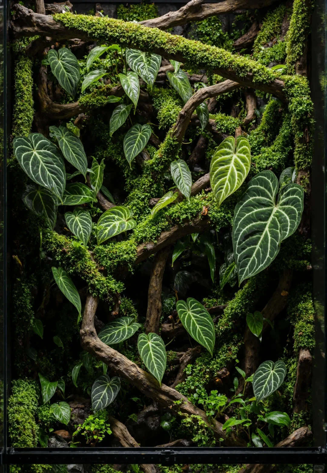 雨林生态造景