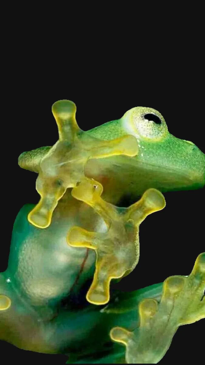 树蛙